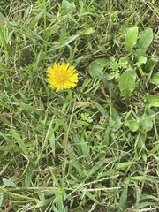 Taraxacum