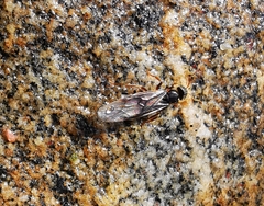 Lasius aphidicola