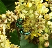 Augochloropsis metallica