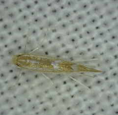 Phyllonorycter