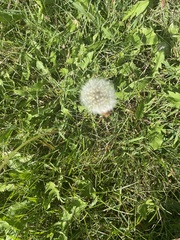 Taraxacum