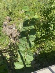 Ulmus