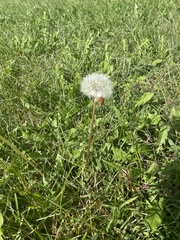 Taraxacum