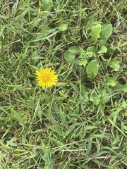 Taraxacum