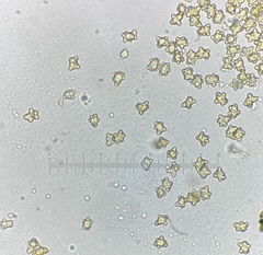 Inocybe pseudoasterospora