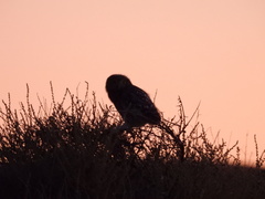 Athene noctua
