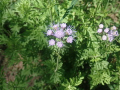 Conoclinium dissectum