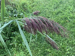 Phragmites