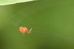 Mangora
