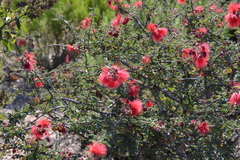 Calliandra californica