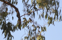 Baeolophus inornatus