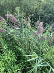 Phragmites