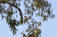 Baeolophus inornatus