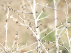 Aloysia gratissima