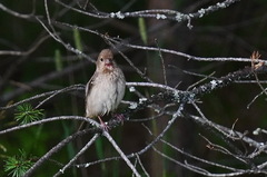 Carpodacus erythrinus