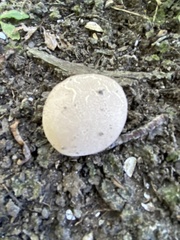 Lycoperdon pratense