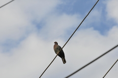 Patagioenas squamosa