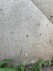 Coccinellidae