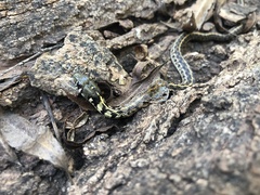 Thamnophis marcianus