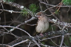 Carpodacus erythrinus
