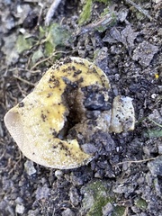 Lycoperdon pratense