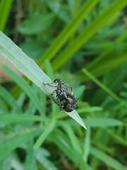 Cryptorhynchus lapathi