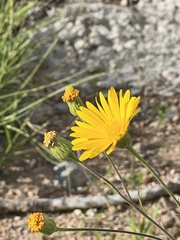 Heterotheca inuloides