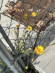 Heterotheca inuloides