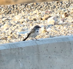 Artemisiospiza belli