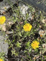 Heterotheca inuloides