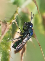 Chrysididae