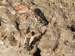 Brachygastra lecheguana