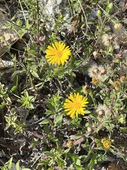 Heterotheca inuloides