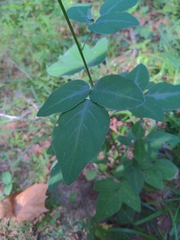 Faboideae