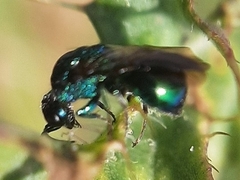 Chrysididae