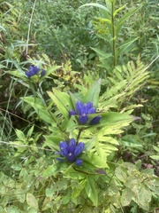 Gentiana clausa