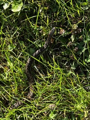 Thamnophis sirtalis pallidulus