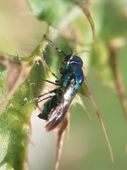 Chrysididae