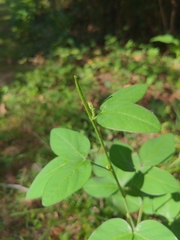 Faboideae