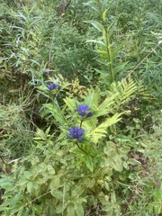 Gentiana clausa