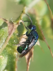 Chrysididae