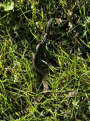 Thamnophis sirtalis pallidulus