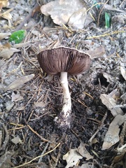 Agaricus placomyces image