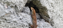 Anolis auratus