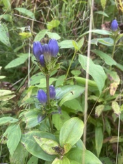 Gentiana clausa