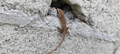 Anolis auratus