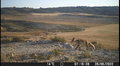 Vulpes vulpes silacea