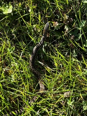 Thamnophis sirtalis pallidulus