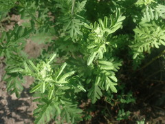 Conoclinium dissectum