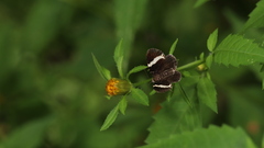 Trichodezia albovittata